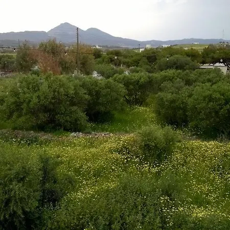 Stolidi